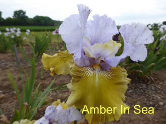 Amber Jewelry