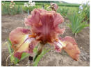 Ruffled Copper Sunset