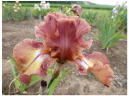 Ruffled Copper Sunset