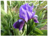 Iris lutescens