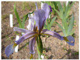 Iris missouriensis