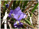 Iris unguicularis